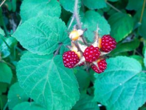 Sweet, little wineberries growing on a wild bramble on the side of the road.