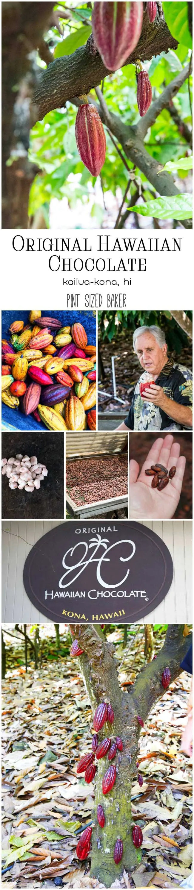Ever see Cocoa Pods growing on a tree? It's a truly unique experience to explore the only chocolate farm in the United States. Take a leisurely afternoon to explore the Original Hawaiian Chocolate Plantation.