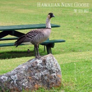 The endangered Nene Goose can only be found in a few places in Hawaii. Be on the lookout for them on the Bog Island.