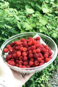 A bowl of fresh picked wineberries